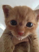 Oscar learning to drink milk from a bowl