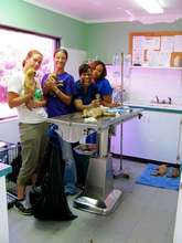 Vets and volunteers at the Abaco clinic