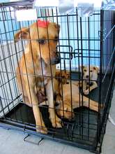 Mom and Pups ready to be spayed