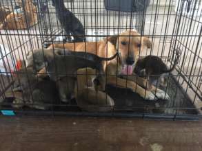 Mum and Pups to all be spayed