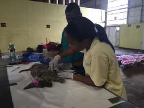 Surgery during our MASH clinic