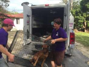 Volunteers Steph and Tahnee busy trapping dogs