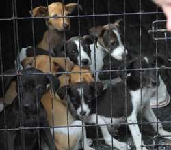 Puppies ready to be fixed