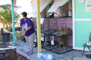 Tahnee working hard and dogs in recovery crates
