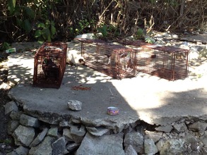 Cat Trapping In Action