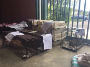 Recovering cats