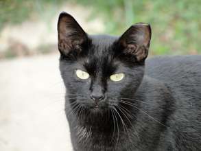 Cat that has been 'ear clipped'