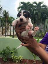One of the puppies just found