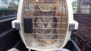 A cat awaiting surgery