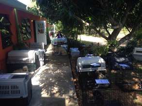 dogs waiting at the Gregory Town clinic
