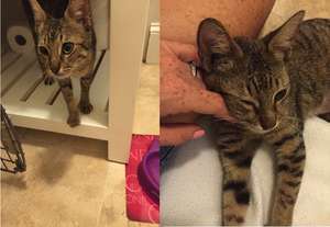 Very sweet cat that was caught for Spaying