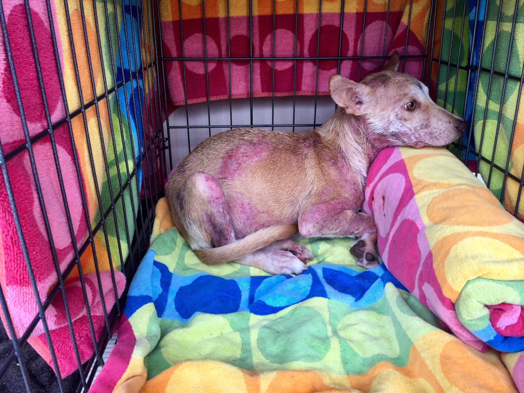 Reports on Spay/Neuter 1,000 Stray Dogs & Cats in The ... Reports on Spay/Neuter 1,000 Stray Dogs & Cats in The ...