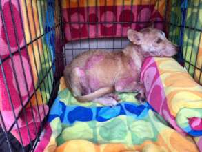 Battered and Beaten Nugget looking for a Home