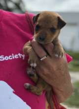 Bluffy Rescued from Under a house in South Andros