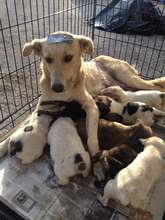 No more puppies for this Mama dog