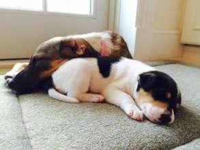 Max is now living with another rescue