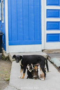 Spay/Neuter 2,000 Stray Dogs & Cats in The Bahamas