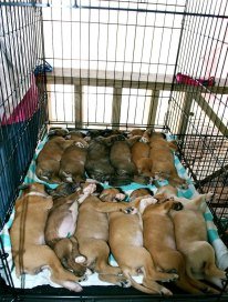 Spay/Neuter 2,000 Stray Dogs & Cats in The Bahamas