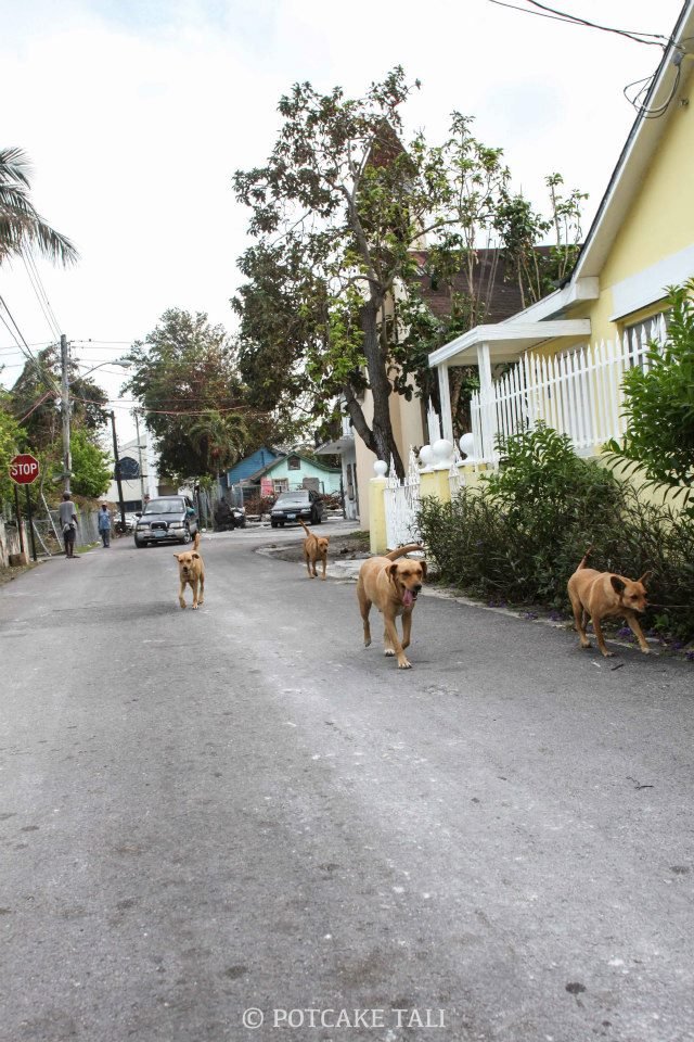 Spay/Neuter 2,000 Stray Dogs & Cats in The Bahamas
