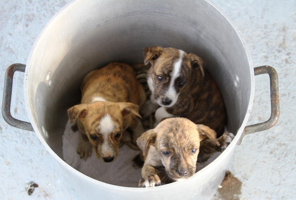 Spay/Neuter 2,000 Stray Dogs & Cats in The Bahamas