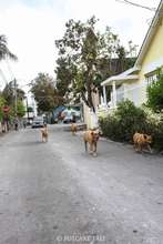 Street dogs