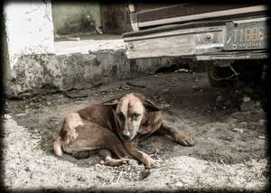 Street dog