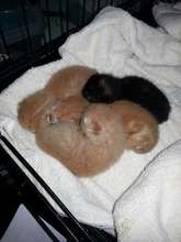 orphaned kittens