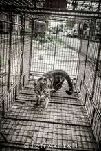 cat in the trap!