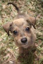 One of the luckier puppies