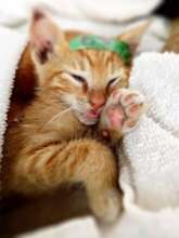 Kitten in recovery