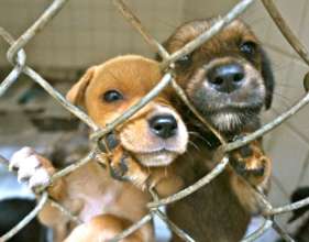 Puppies waiting for adoption