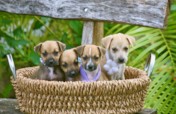 Spay/Neuter 2,000 Stray Dogs & Cats in The Bahamas