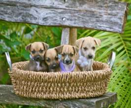 Spay/Neuter 2,000 Stray Dogs & Cats in The Bahamas