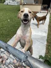 happy dog on study