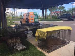Recovering dogs