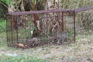 San Salvador - trapping 2 cats in a dog trap!