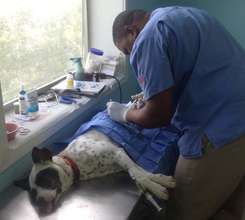 Sparkles being spayed by Dr. Dorsett in Andros