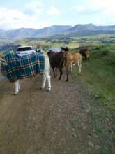 Rural Lesotho traffic jam