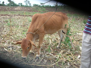 Helen, our new cow.