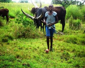 Peace herding cattle, unable to attend school