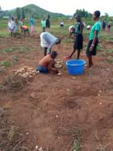 digging sweet potatoes for Sunday breakfast