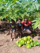 Children harvesting paw paws