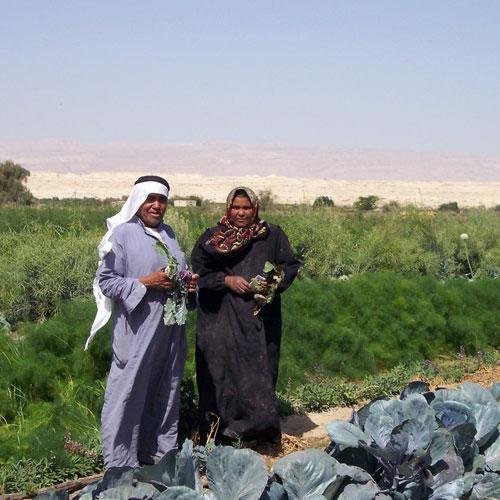 Income & Food Boosts From Fish-Farming in Jordan