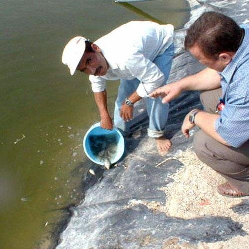 Income & Food Boosts From Fish-Farming in Jordan