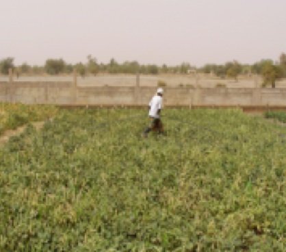 Women's garden in Gao, Mali 2013