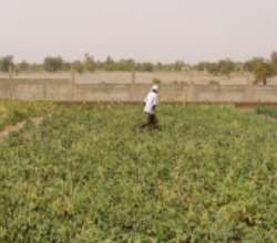 Women's garden in Gao, Mali 2013