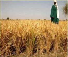 Gao rice farmer