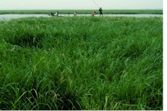 Gao river rice 2013