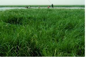 Gao river rice 2013