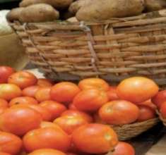 Gao tomatoe harvest 2013